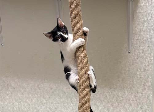 Photo of Harriet Potter working out on her rope toy.