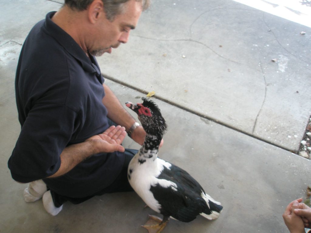 Feeding Dharma Duck at the Temple