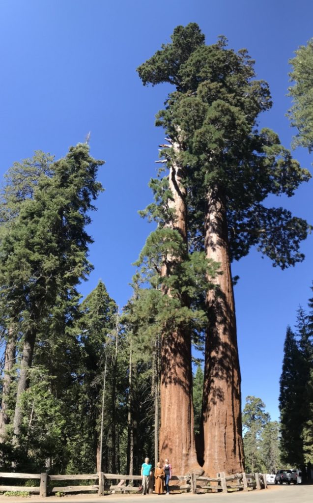 Twin Redwoods at the entrance to the trail to the General Grant Redwood Trail.