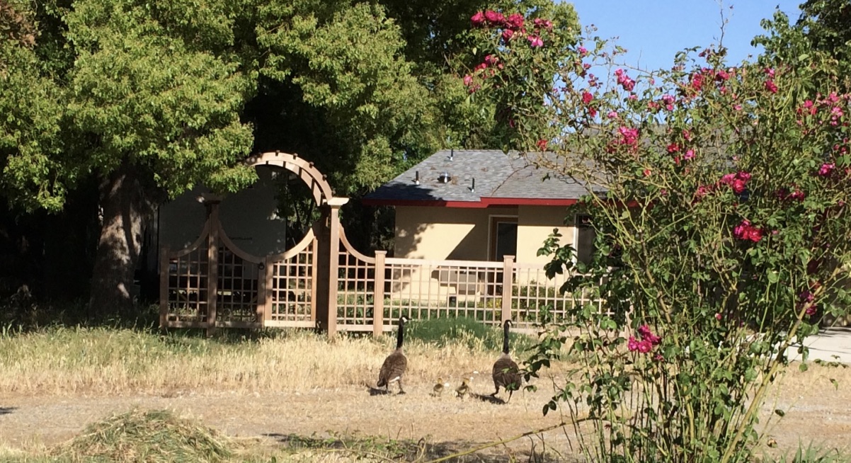 Geese couple brings their babies to visit the Holy Vajrasana Temple near Sanger, California.