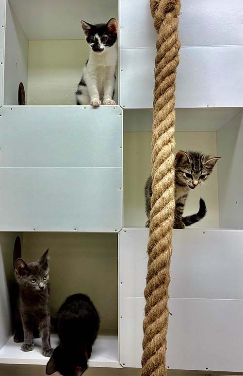 Photo of Harriet Potter, Tiger, Greyfur, and Blackie in their kitty hotel.