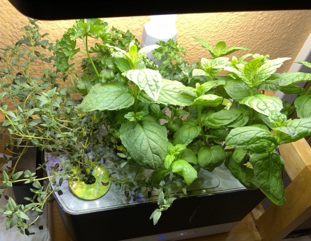 Hydroponic Indoor Garden with Parsley, Thyme, and Mint.  