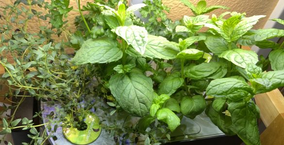 Hydroponic Indoor Garden with Parsley, Thyme, and Mint.