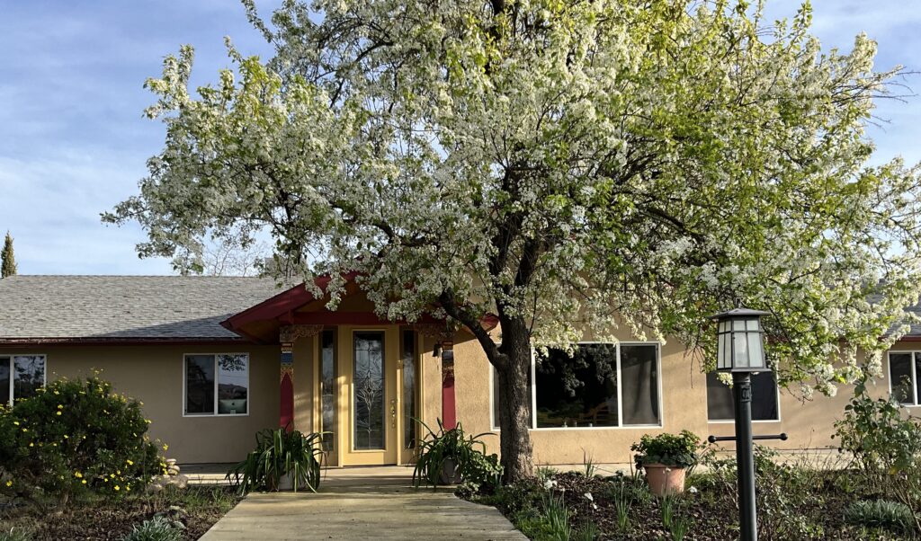 Photo of entrance to the Holy Vajrasana Temple and Retreat Center with ornamental pear in bloom.