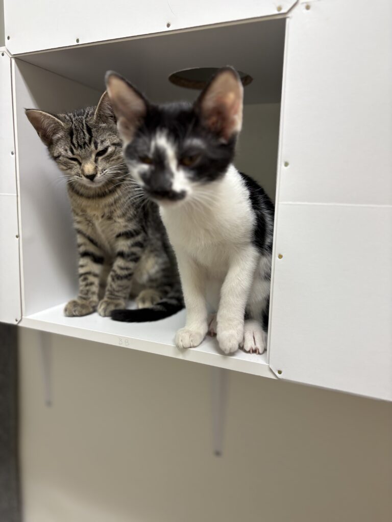 Photo of Tiger and Harriet Potter.