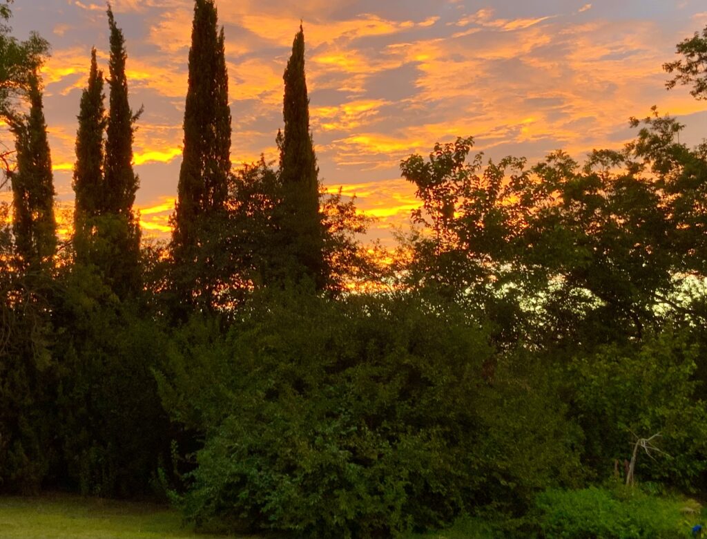 Photo of Sunrise over the woods containing the Dharma Protector Chapel and tent where the retreat was held.