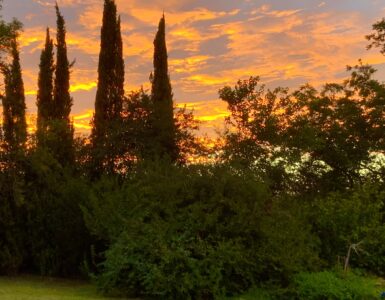 Photo of Sunrise over the woods containing the Dharma Protector Chapel and tent where the retreat was held.