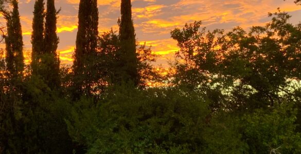Photo of Sunrise over the woods containing the Dharma Protector Chapel and tent where the retreat was held.