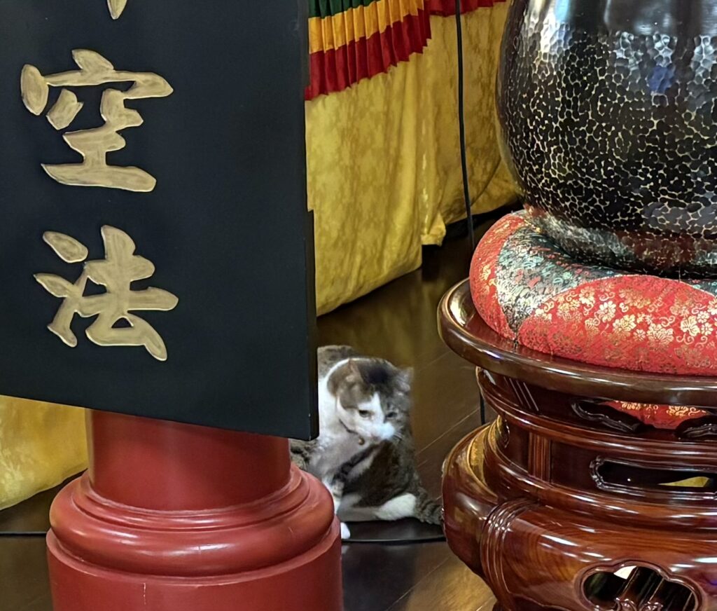Photo of Temple Kitty guarding the altar at Hua Zang Si after ceremony.