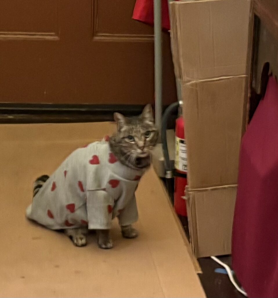 Photo of Temple kitty Hua Hua at Hua Zang Si in heart adorned robe outside Buddha Hall. 