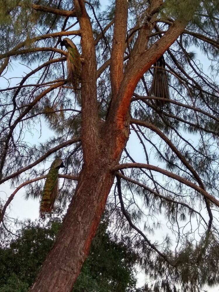 Peacocks roosting in tree next to patio at Reba and Uma's home in Sonora, California.