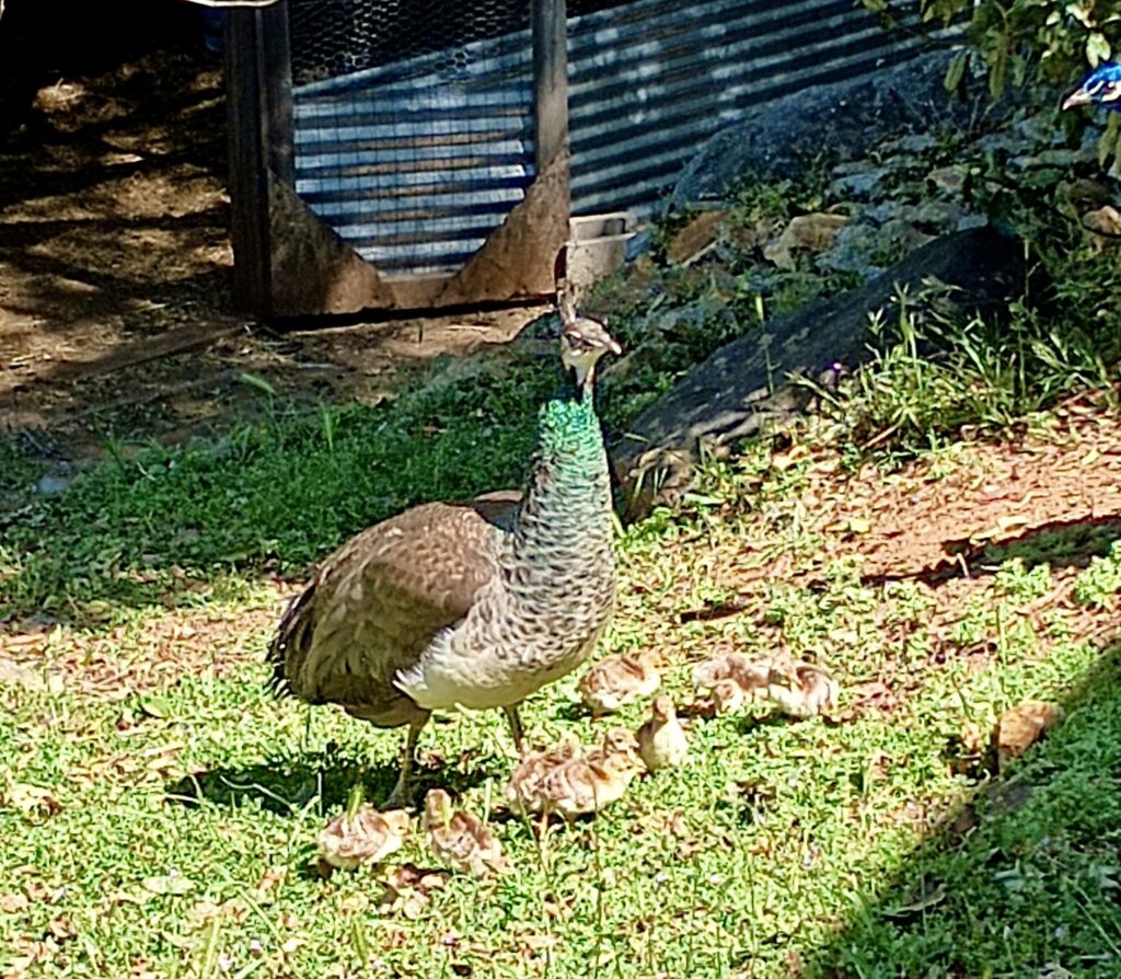 Photo of Sonora Peahen with babies.