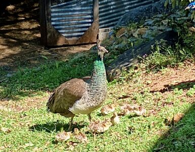 Photo of Sonora Peahen with babies.