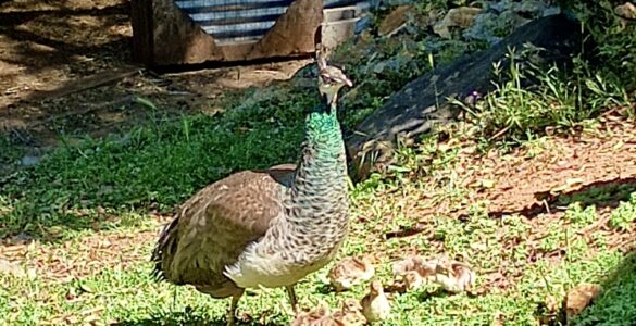 Photo of Sonora Peahen with babies.