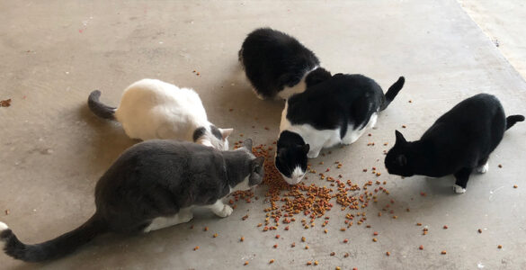 Photo of Temple cats at feeding time.