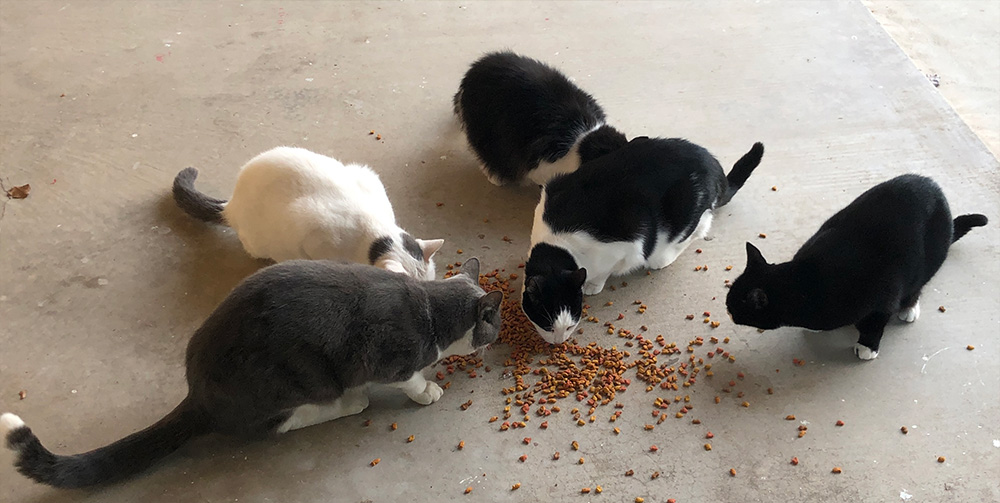 Photo of Temple cats at feeding time.