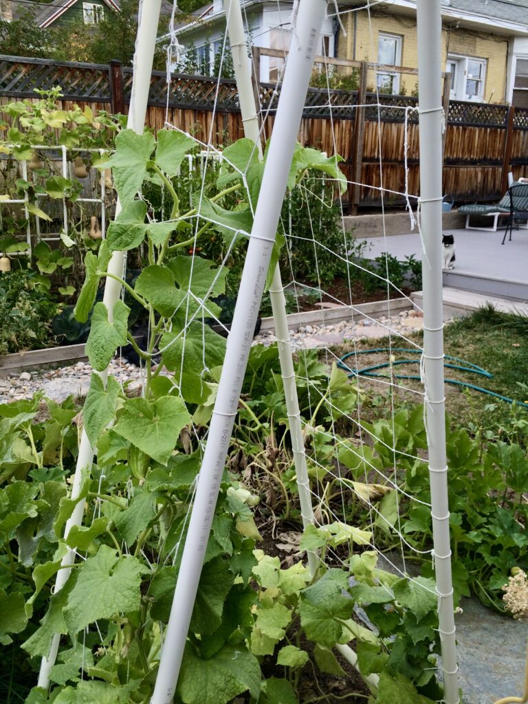 Photo of Gesang Suolang's small space urban garden in Salt Lake City, Utah.