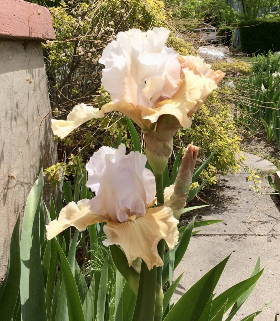 Photo of Iris.