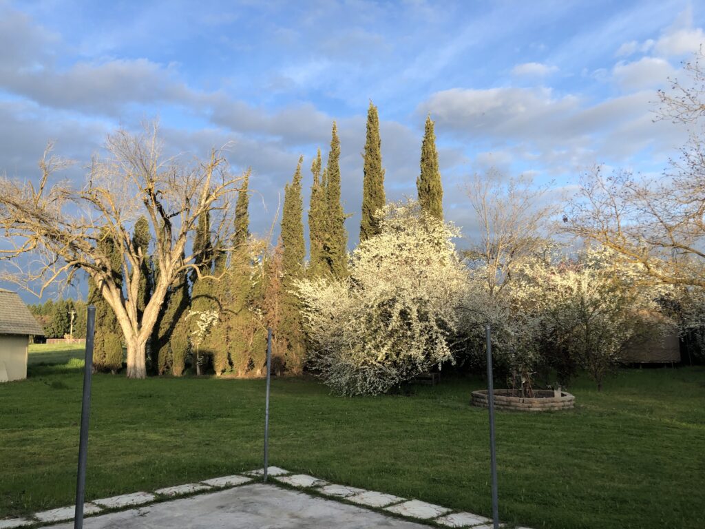 Photo of Holy Vajra Poles with flowering apricot and plums in background.