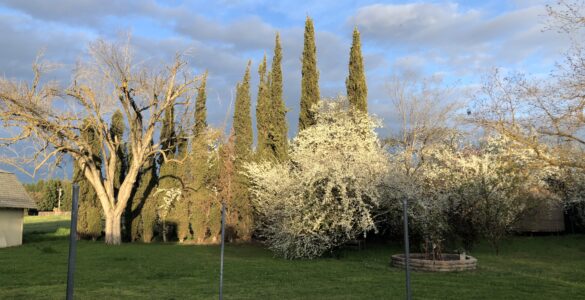 Photo of Holy Vajra Poles with flowering apricot and plums in background.
