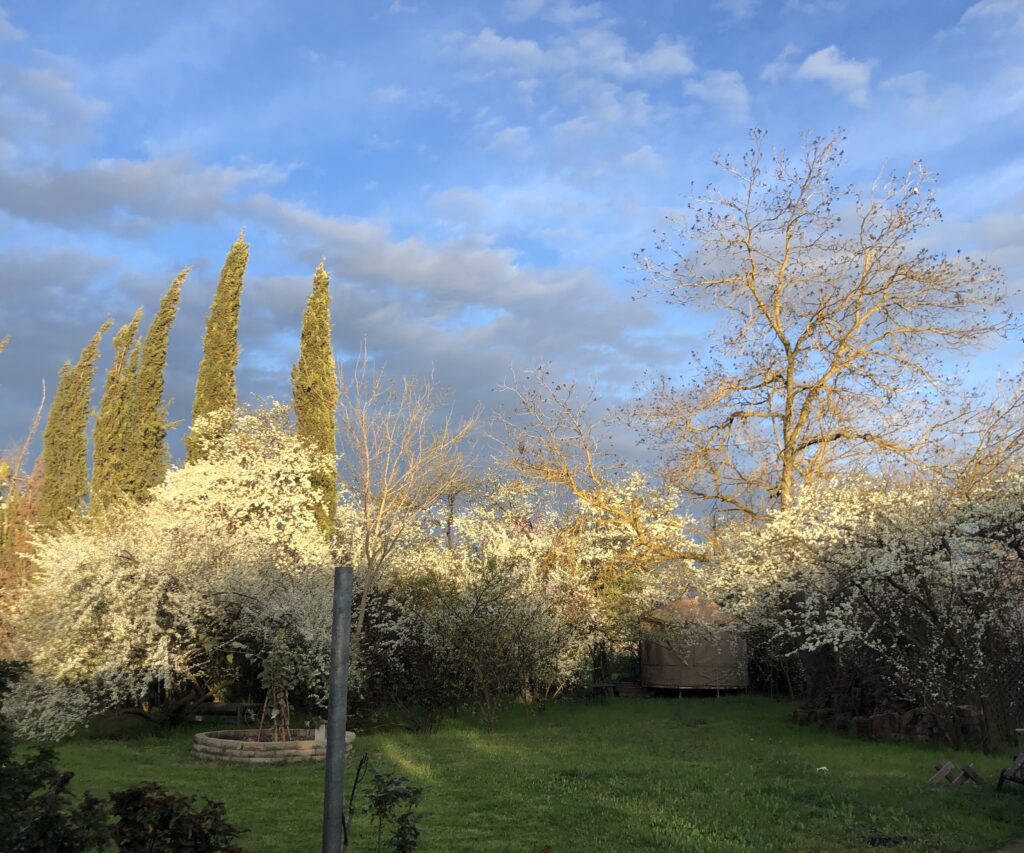 Photo:  The plums and apricot are in bloom around the Bodhi Tree, but the giant pecan tree has yet to leaf out.
