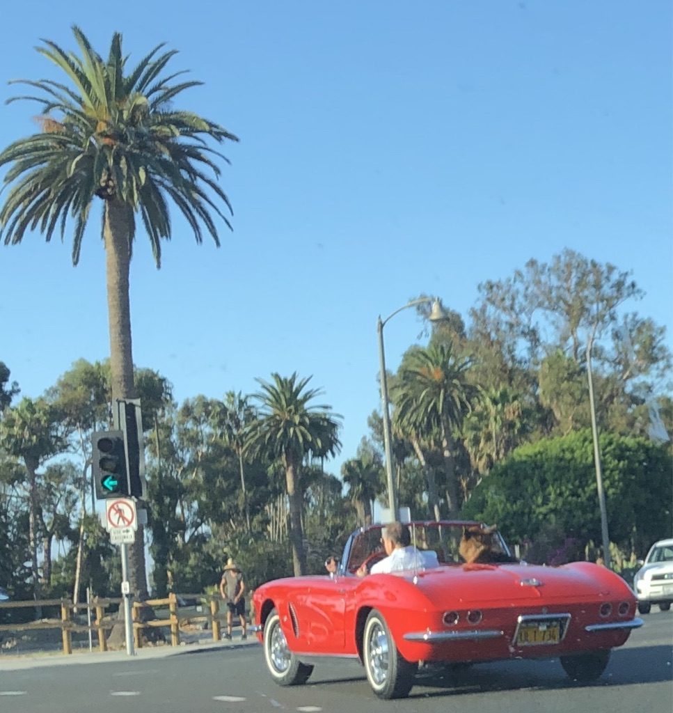 Even dogs have their own driver and sports car in Southern California.