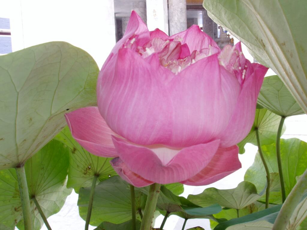 Pink Lotus