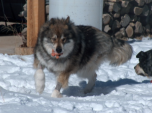 Chaco loved squeaky toys and playing with Dharma. The poodle cut on his forelegs was for chemo. He died about 5 months later.