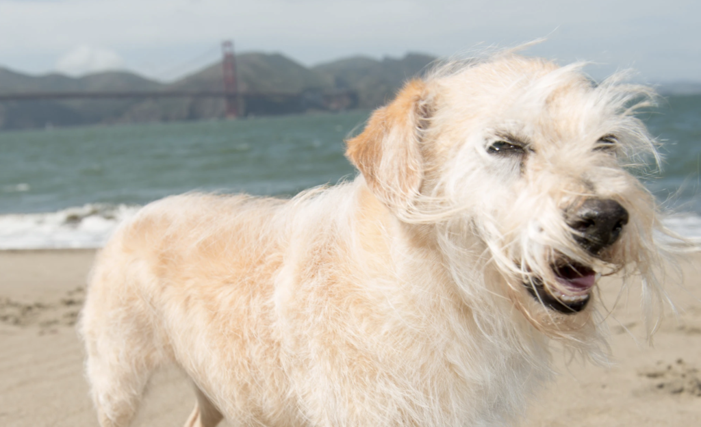 The author’s dog, Mason, in 2015, just before he was given his diagnosis.CreditCreditAmanda Jones